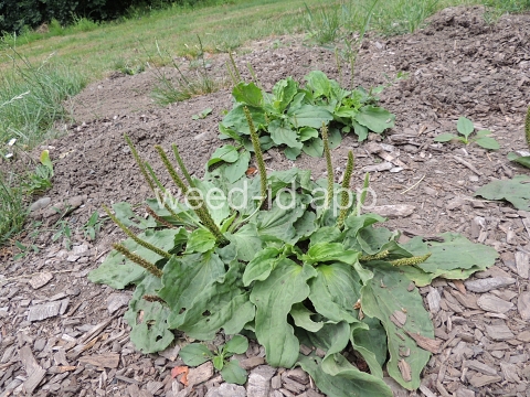 plantain, broadleaf